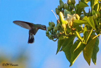 4498 Broad-billed Hummingbird.jpg