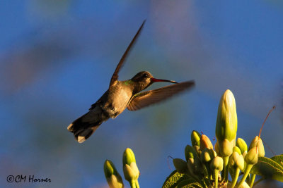 4504 Broad-billed Hummingbird.jpg