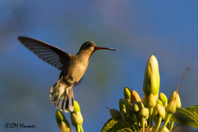 4505 Broad-billed Hummingbird.jpg