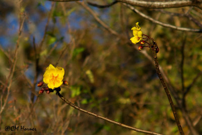 4515 Yellow Flower.jpg