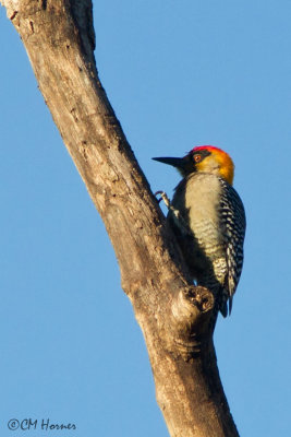 4531 Golden-cheeked Woodpecker.jpg