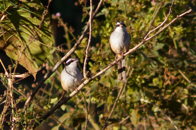 4542 Stripe-headed Sparrow.jpg