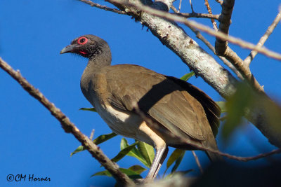 4567 West Mexican Chachalaca.jpg