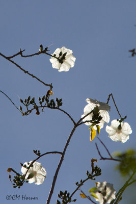 4637 White flowers.jpg