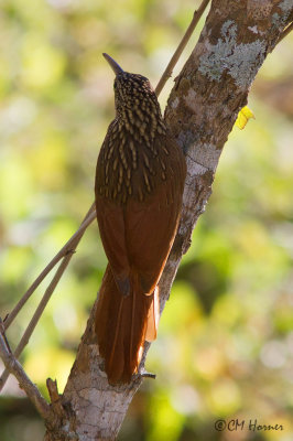 4665 Ivory-billed Woodcreeper.jpg