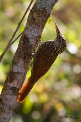 4669 Ivory-billed Woodcreeper.jpg