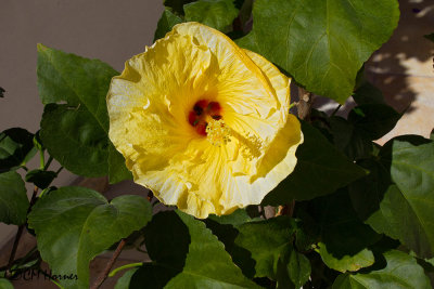 4709 Yellow Hibiscus.jpg
