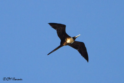 4768 Magnificent Frigatebird female