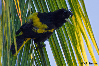 4822 Yellow-winged Cacique.jpg