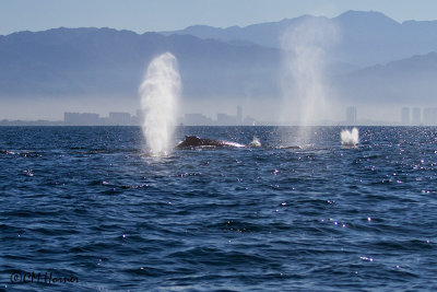 4880 Humpback Whales.jpg
