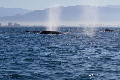 4883 Humpback Whales.jpg