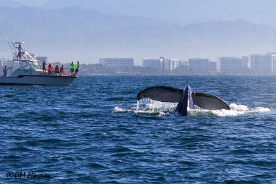 4902 Humpback Whale.jpg
