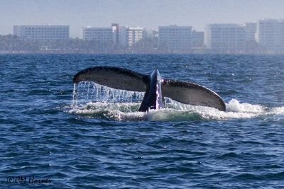 4903 Humpback Whale.jpg