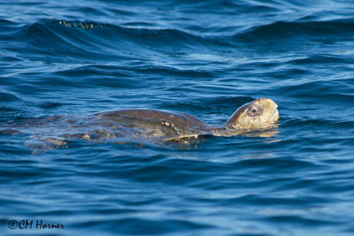 4918 Olive Ridley Sea Turtle