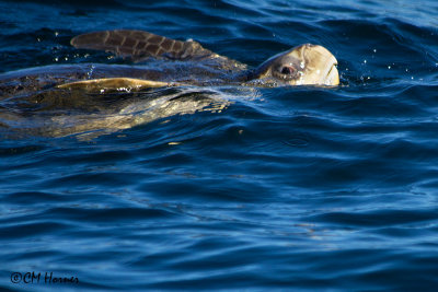 4924 Olive Ridley Sea Turtle