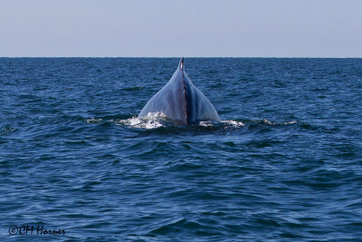 4991 Humpback Whale.jpg