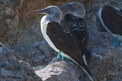 5092 Blue-footed Boobies.jpg