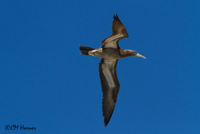 5151 Brown Booby immature.jpg