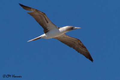 5168 Blue-footed Booby.jpg