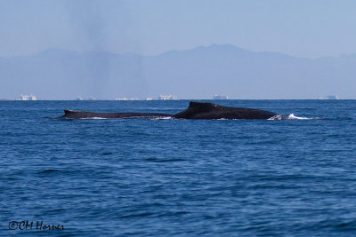 5226 Humpback Whales.jpg