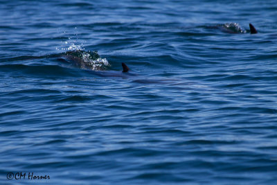 5242 Pantropical Spotted Dophins.jpg