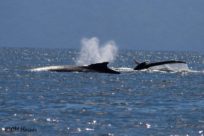 5263 Humpback Whales.jpg
