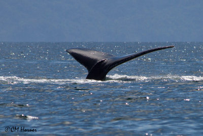 5274 Humpback Whale.jpg