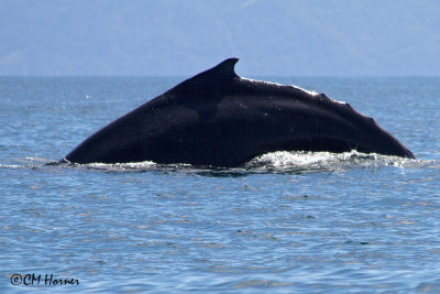 5291 Humpback Whale.jpg