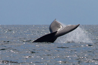 5312 Humpback Whale.jpg
