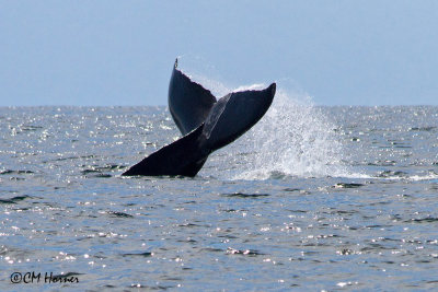 Whale and Bird-watching tour with Ocean Friendly