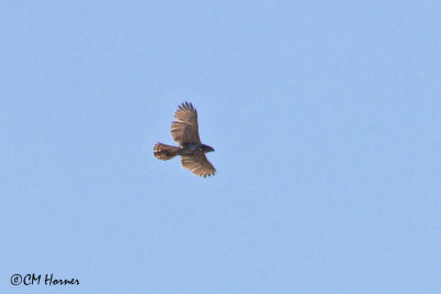 5404 Gray Hawk juvenile.jpg