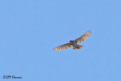 5420 Gray Hawk juvenile.jpg
