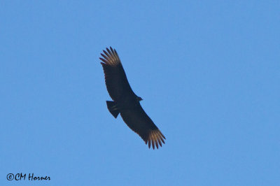 5436 Black Vulture.jpg