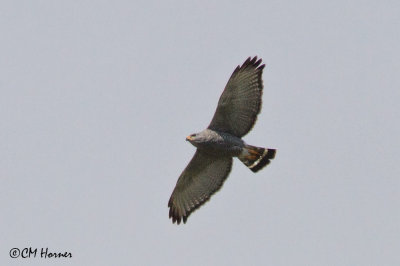 Birds of Grand Miramar