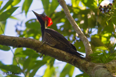5489 Pale-billed Woodpecker.jpg