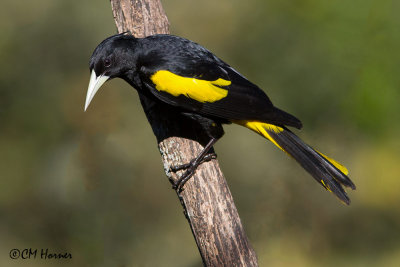 5594 Yellow-winged Cacique.jpg