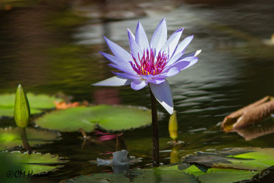 5606 Water Lily.jpg