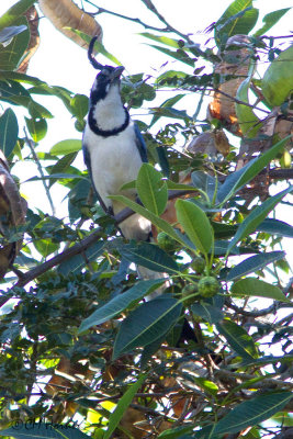 4699 Black-throated Magpie Jay.jpg