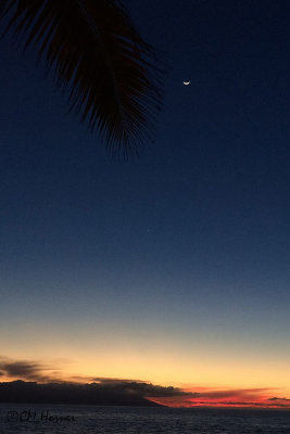 0956 Palm Moon Sunset