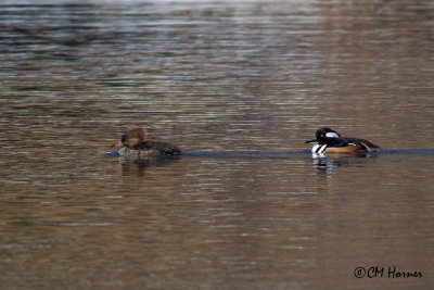 5793 Hooded Merganser pair.jpg