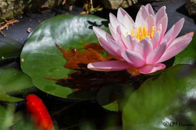 8146 Water Lily and goldfish.jpg