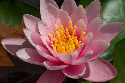 8149 Water Lily.jpg
