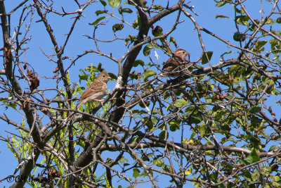 8252 Field Sparrows.jpg