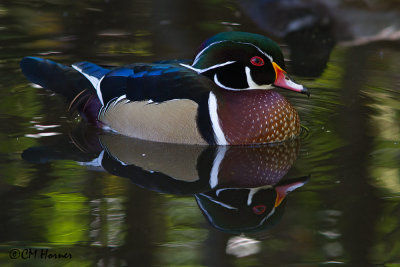 8662 Wood Duck male.jpg