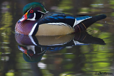 8673 Wood Duck male.jpg