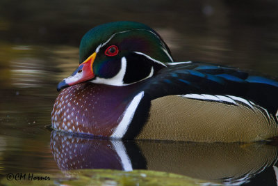 8681 Wood Duck male.jpg