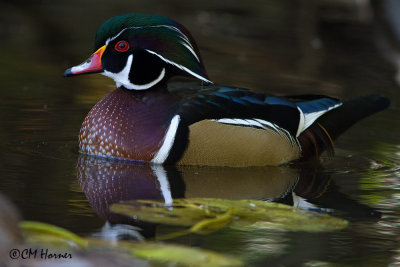 8688 Wood Duck male.jpg