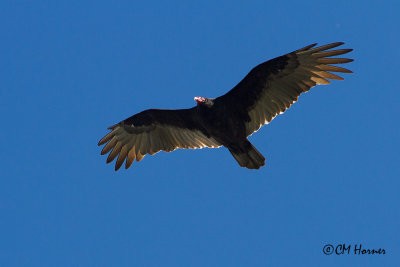 8788 Turkey Vulture.jpg