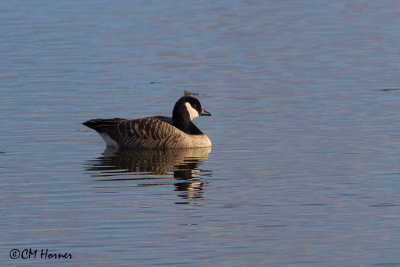 8831 Cackling Goose.jpg