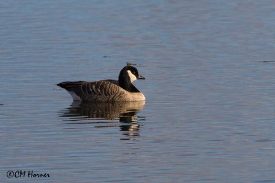 8831 Cackling Goose.jpg